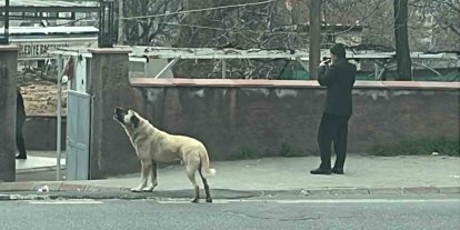 Ezanla birlikte uluyan köpek dikkat çekti