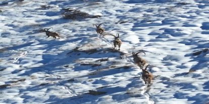 Kahramanmaraş’ta yaban keçileri görüntülendi