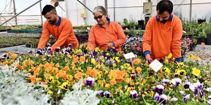 Muratpaşa’dan örnek bitki üretim modeli