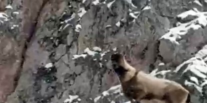 Aladağlar’da yaban hayatı görüntülendi