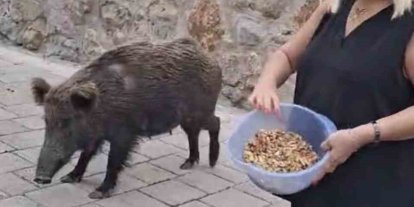 Safiye Soyman kapısına gelen domuzu elleriyle besledi