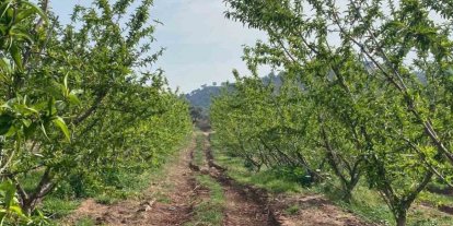 Ağaçlar çiçek açtı, bahçelerde meyve tutumu takibi yapıldı