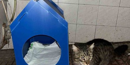 El emeğiyle yaptı, sokak kedilerine yuva oldu