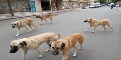 Sahipli hayvanını terk edene 108 bin TL ceza