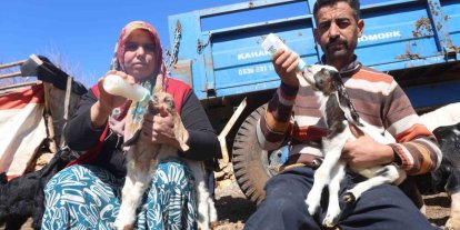 Akaryakıt karıştığı iddia edilen yağmur suyu birikintisinden içerek telef olan küçükbaş hayvanların yavrularını biberonla yaşatmaya çalışıyorlar