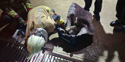 Su giderine yavrulayan anne kedi ve yavrularını itfaiye kurtardı