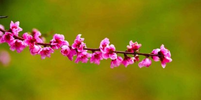 İznik Ovası’nda bahar şöleni : Şeftali bahçeleri kartpostallık görüntüler oluşturdu