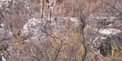 Sivas’taki vahşi yaşam, Milli Parklar kamerasına yansıdı