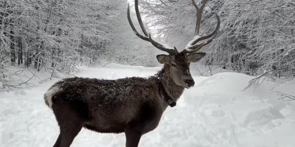 Kuzuyayla’da tatilcilere kar ve kızıl geyik sürprizi