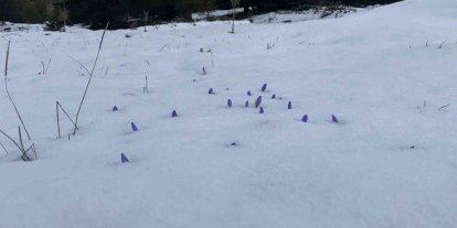 Bolu’da açan çiğdemler kar altında kaldı