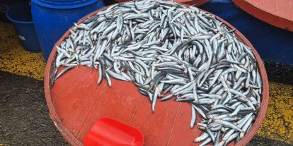 Pazarda hamsinin kilosu 200 liraya çıktı