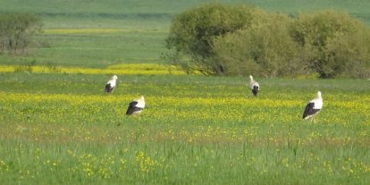 Yüksekova’nın biyoçeşitliliği kayıt altına alınacak