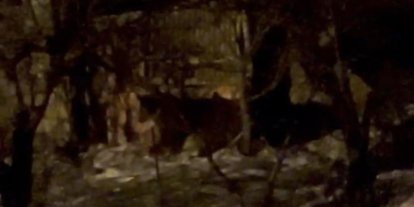 Hakkari’de aç ayılar mahalleye indi