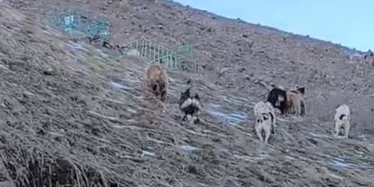 Yüksekova’da yerleşim yerine inen ayıları çoban köpekleri uzaklaştırdı