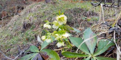 Karlar eridi, dereler coştu: Çiçekler açtı