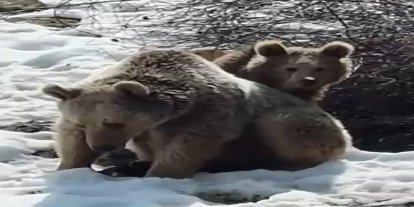 Erzincan’da ayıların kar keyfi kamerada