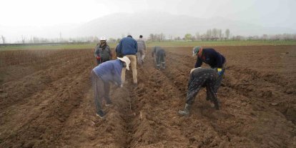 Erzincan bölgenin fidan ihtiyacını karşılıyor