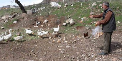 Şehirde renkli görüntüler oluşturan firari kazlar, yuvalarında görüntülendi