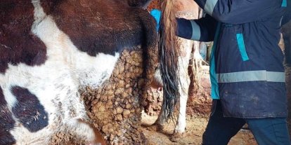 Hisarcık’ta şap hastalığı için büyükbaş hayvanlardan kan numunesi alındı