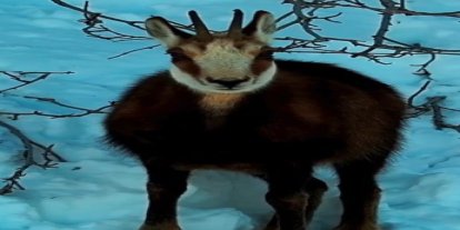 Tunceli’de şamua sürüsü görüntülendi