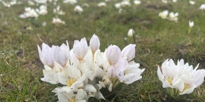 Bingöl’de baharın habercisi kardelenler yüzünü gösterdi