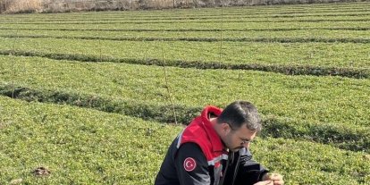 Iğdır’da yonca tarlalarında yonca hortumlu böceği ile mücadele