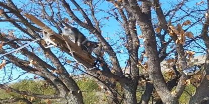 Çivril’de görülen maymun koruma altına alındı
