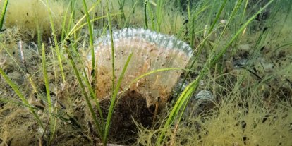 Marmara Denizi’nde kullanılan kaçak av aracı yakalandı