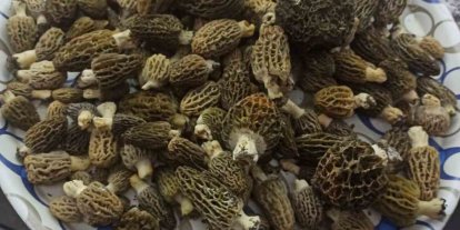 Buldan ormanlarında kuzugöbeği bereketi