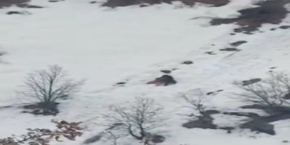 Kış uykusundan uyanan ayıların kar keyfi