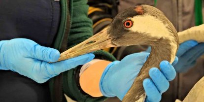 Göç yolunda yaralanan bayağı turnanın tedavisi Ormanya’da sürüyor