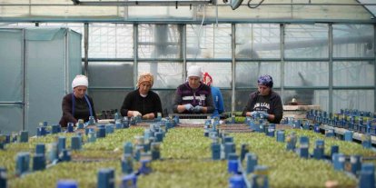 Milyonlarca sebze fidesi profesyonel ellerde üretiliyor