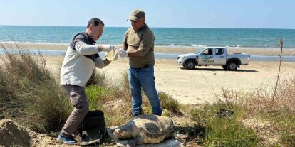 Kuşadası’nda deniz kaplumbağası ölümleri artıyor: Bir haftada 7 kayıp
