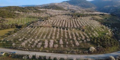 Manisa’da badem ağaçları çiçeklerle bezendi