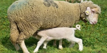 Bahar geldi kuzular anneleri ile buluştu