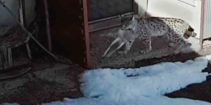 Bayburt’ta vaşağın tavşan avı kamerada