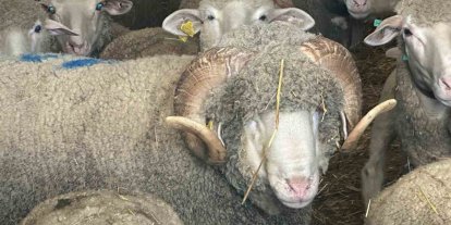 Milyonluk koçun kuzuları için bugünden sıraya girdiler