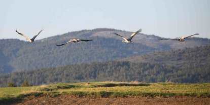 Kastamonu’da görsel şölen: Turna ailesi göç yolunda görüntülendi