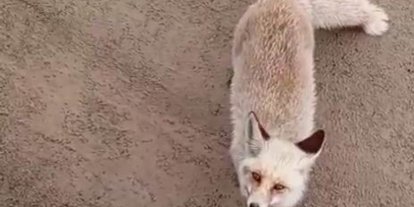 Siirt’te aç kalan tilki işçilerin yanına geldi