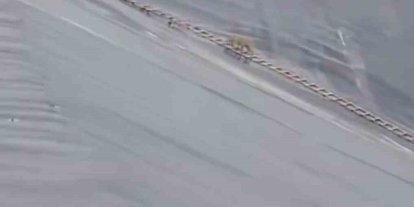 Yapay gölete düşen çakal merdivenle kurtarıldı