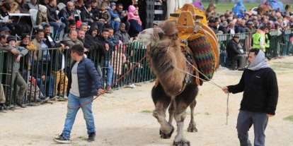Saruhanlı’da deve güreşlerine binlerce vatandaş akın etti