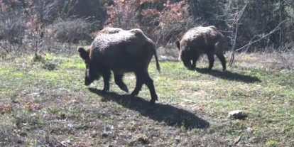 Yiyecek arayan yaban hayvanları fotokapanla görüntülendi