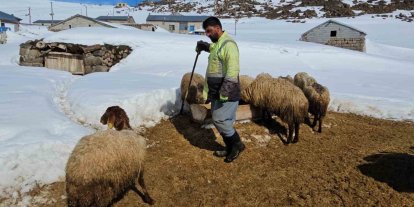Süphan Dağı’nın eteğinde zorlu hayvancılık