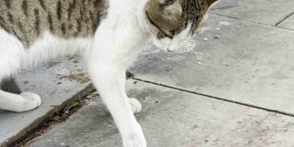 Fareden oscarlık performans: Kediden kurtuluşu ölü taklidinde aradı