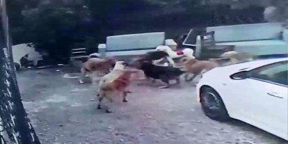 Köpek sürüsü kediyi parçaladı, korkudan çocuğunu okuldan aldı