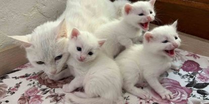 2026 yılının ilk Van kedisi yavruları doğdu