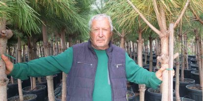 Burhaniye’de emekli banka müdürü, fıstık çamı yetiştiricisi oldu