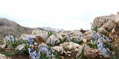 Kar altından çıkan kaya sümbülü görsel şölen sunuyor