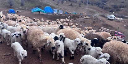 Erzincan’da baharın gelişiyle koyun-kuzu buluşmaları renkli görüntüler sundu