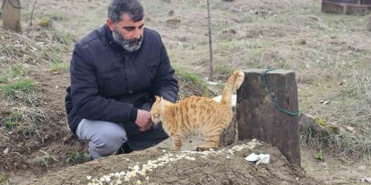 Muş’ta 9 gün önce öldürülen adamın kedileri mezarının başından ayrılmıyor
